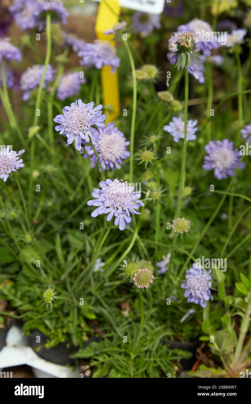 Scabiosa Columbaria Nana pianta con fiori blu Foto Stock