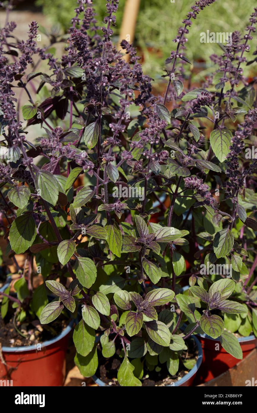 Ocimum kilimandscharicum, canfora basilico con fiori alla luce del sole Foto Stock