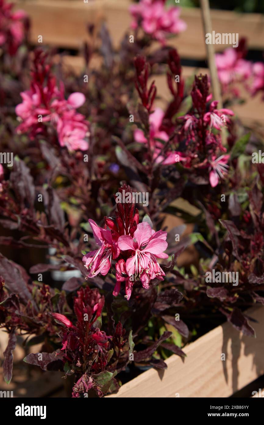 Gaura lindheimeri Flamingo piante rosa con fiori alla luce del sole Foto Stock
