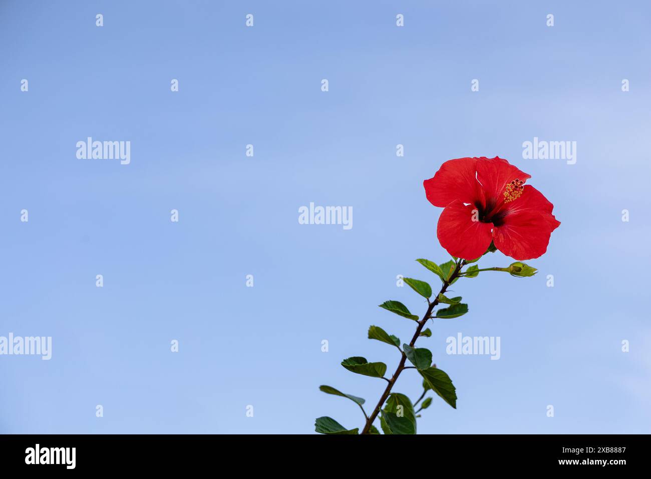 Un vivace fiore rosso su un gambo alto contro un cielo blu brillante Foto Stock