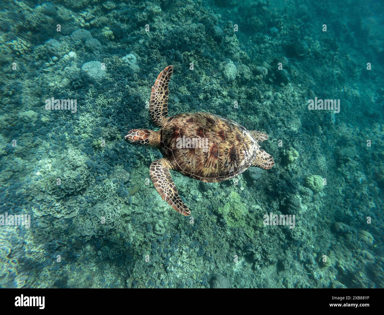 Una tartaruga di mare scivola sopra la vibrante barriera corallina vicino alla costa Foto Stock