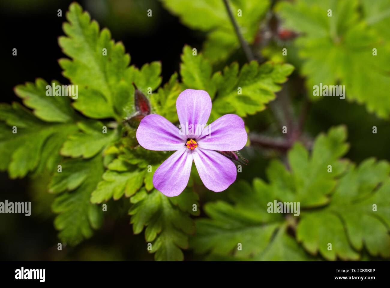 Comune in molti habitat che vanno dai letti di ciottoli costieri, ai siepi e ai boschi, l'Herb-Robert è un abbraccio a terra ogni due anni. Foto Stock