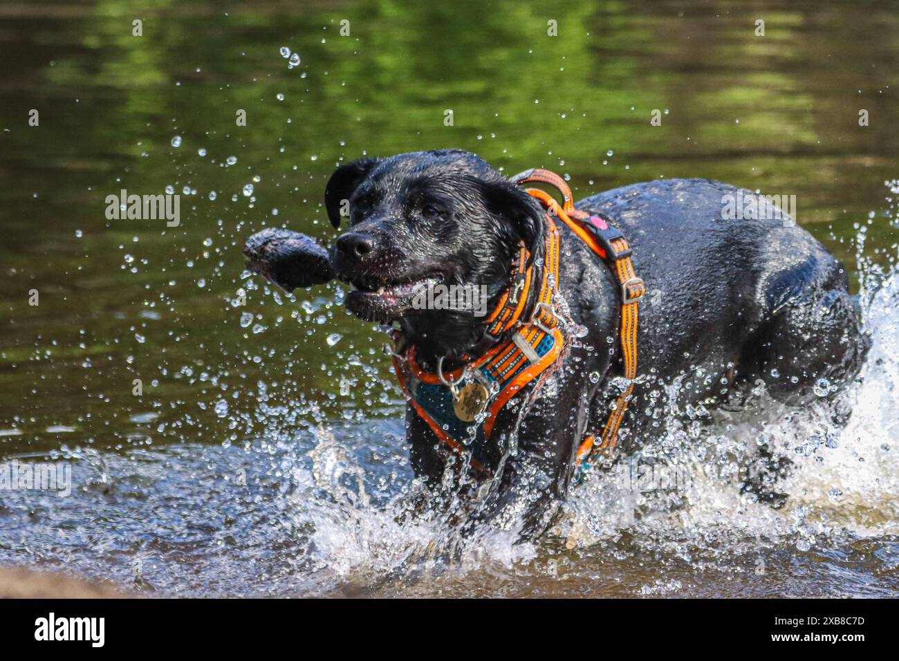 Un Labrador nero in acqua Foto Stock