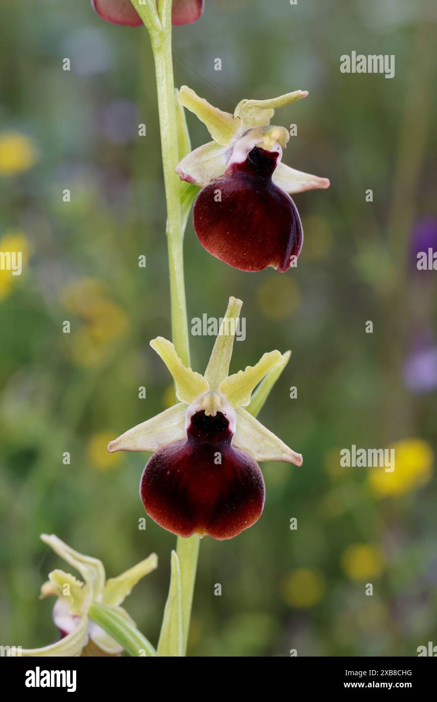 Helenes Ragwurz, Helena-Ragwurz, Ophrys helenae, Ophrys sphegodes subsp. Helenae, Ophrys mammosa subsp. Helenae, l'Ophrys di Helena Foto Stock