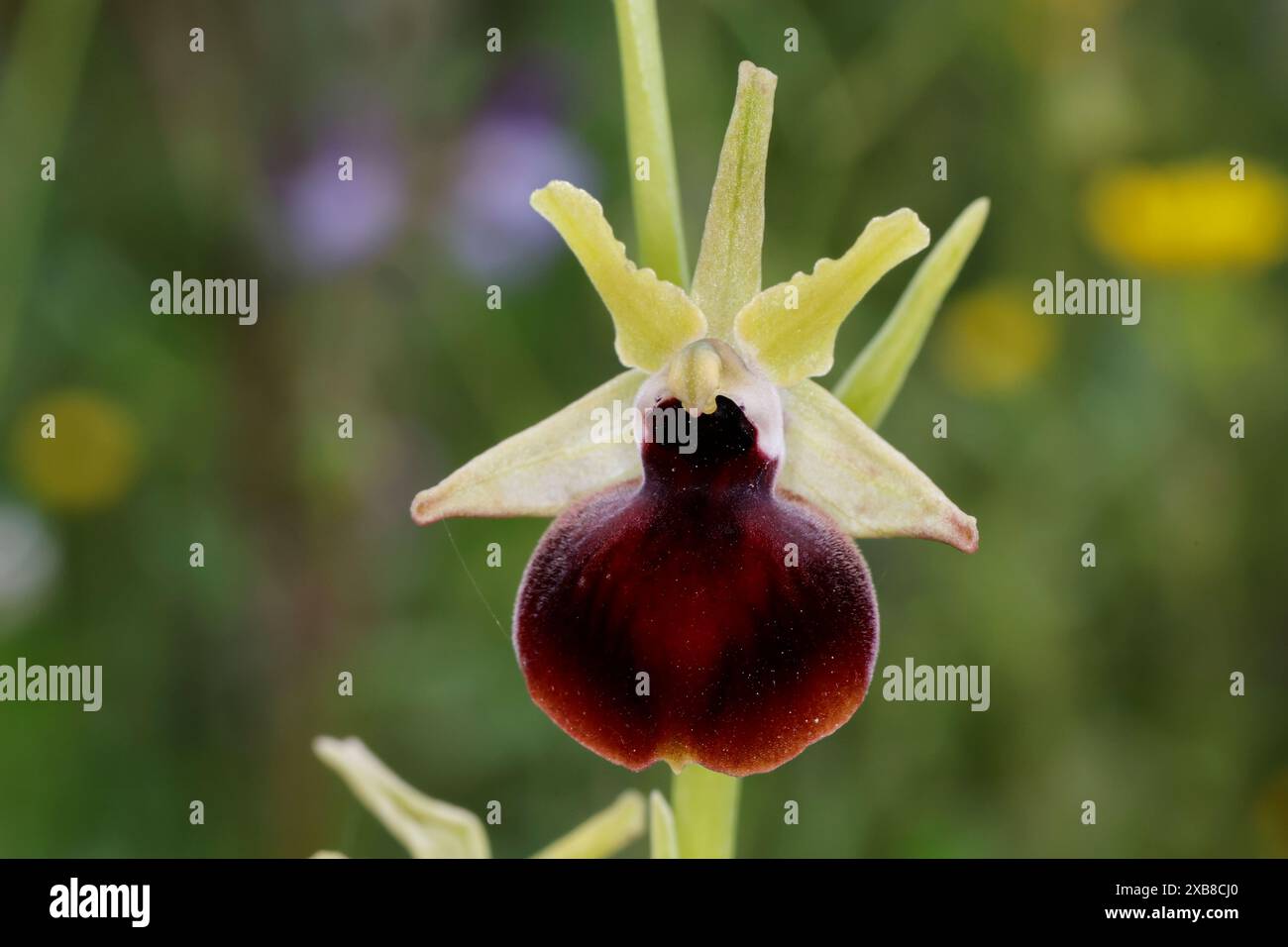 Helenes Ragwurz, Helena-Ragwurz, Ophrys helenae, Ophrys sphegodes subsp. Helenae, Ophrys mammosa subsp. Helenae, l'Ophrys di Helena Foto Stock
