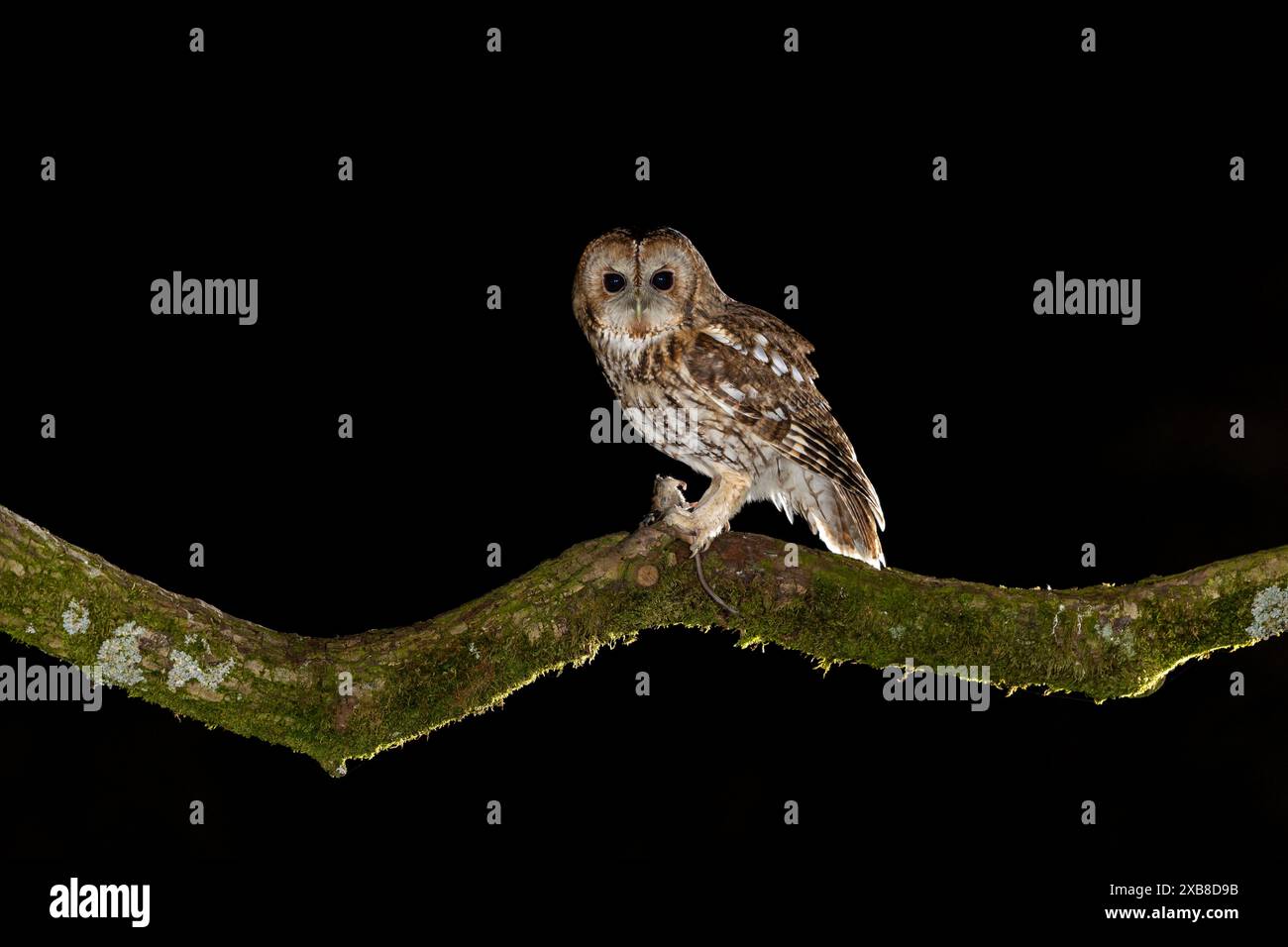Tawny Owl appollaiato su un ramo Foto Stock