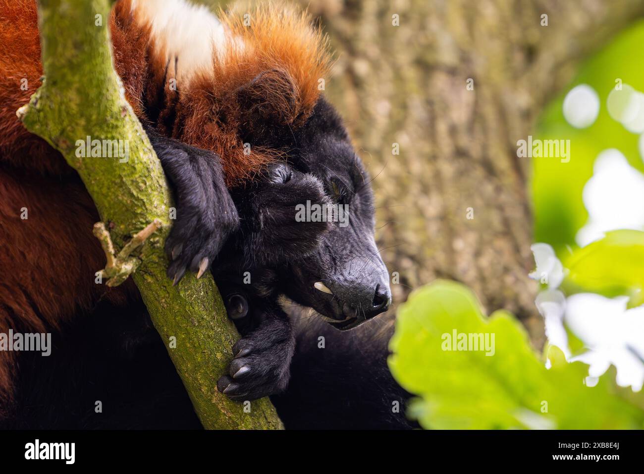 Un lembo rosso rugoso poggiato su un ramo d'albero Foto Stock