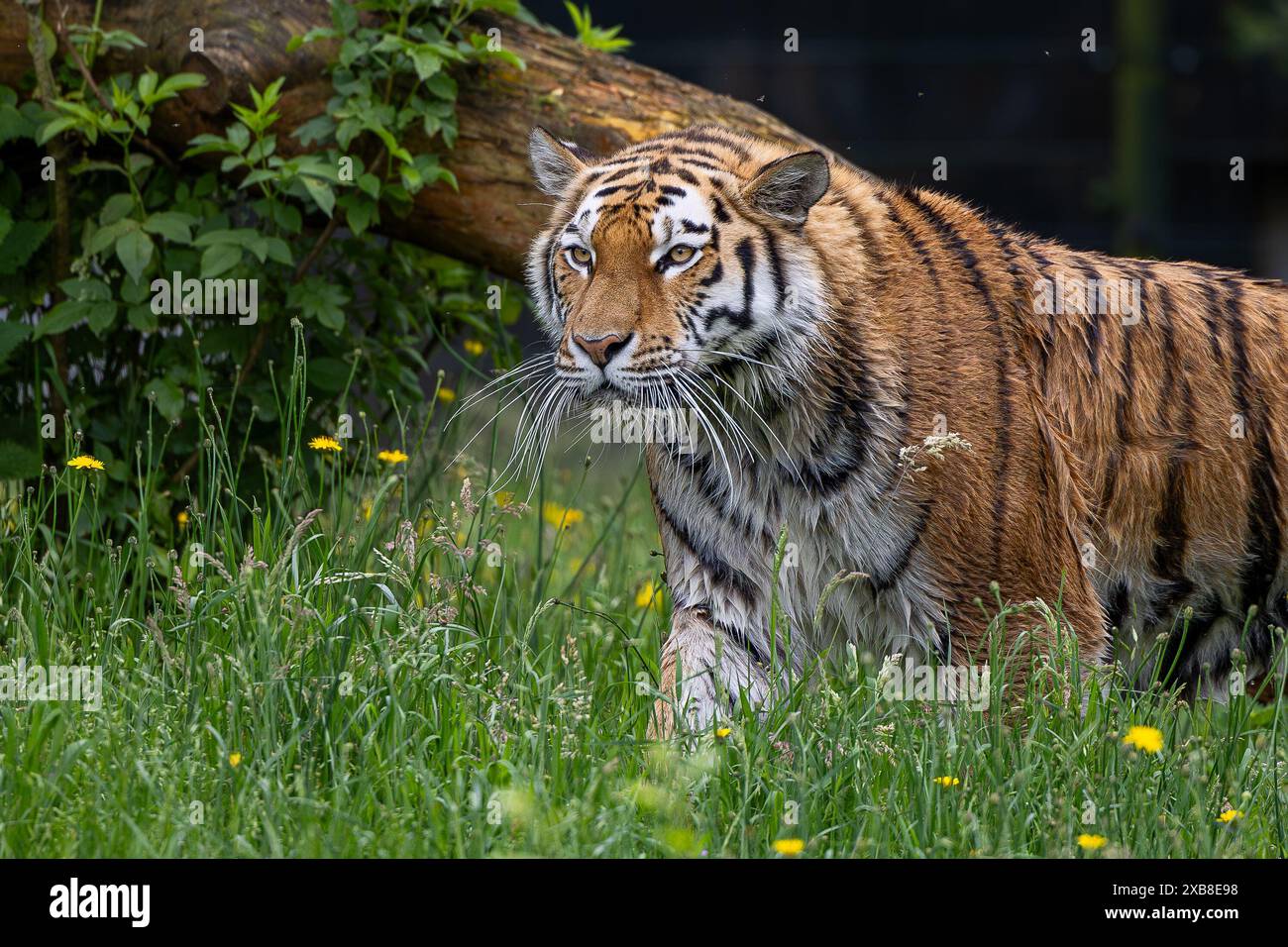 Una tigre siberiana che cammina in un prato verde circondato da fiori gialli Foto Stock