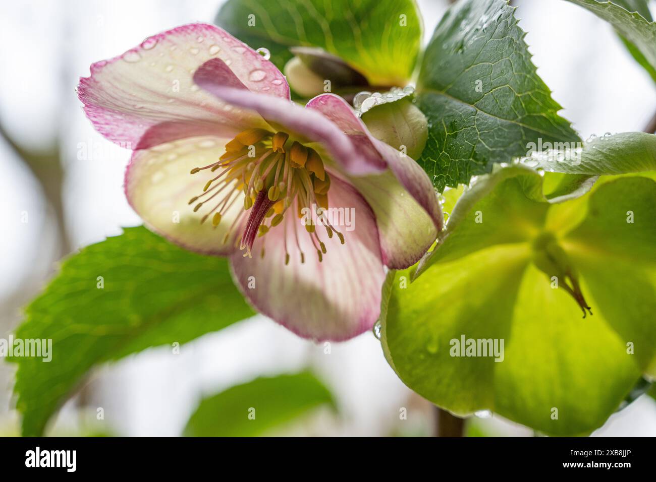 Botanica, ATTENZIONE! PER L'USO DI GREETINGCARD/CARTOLINA NEI PAESI DI LINGUA TEDESCA POTREBBERO ESSERE APPLICATE ALCUNE RESTRIZIONI Foto Stock