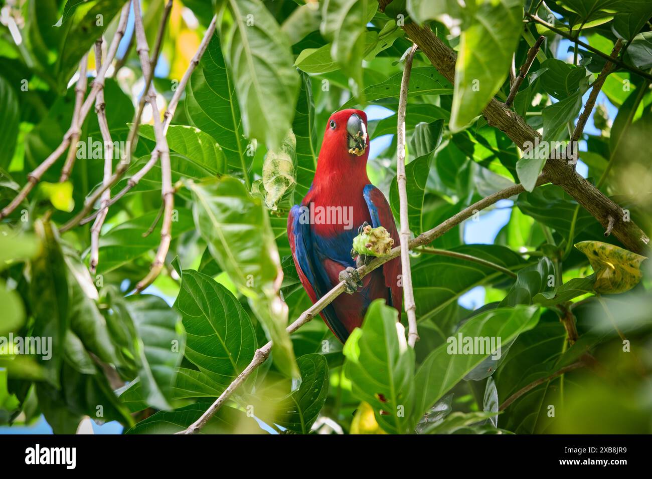 Papuan eclectus, Red-sided eclectus o New Guinea eclectus, Eclectus roratus, Raja Ampat Biodiversity Nature Resort, Waigeo, Raja Ampat, West Papua Foto Stock