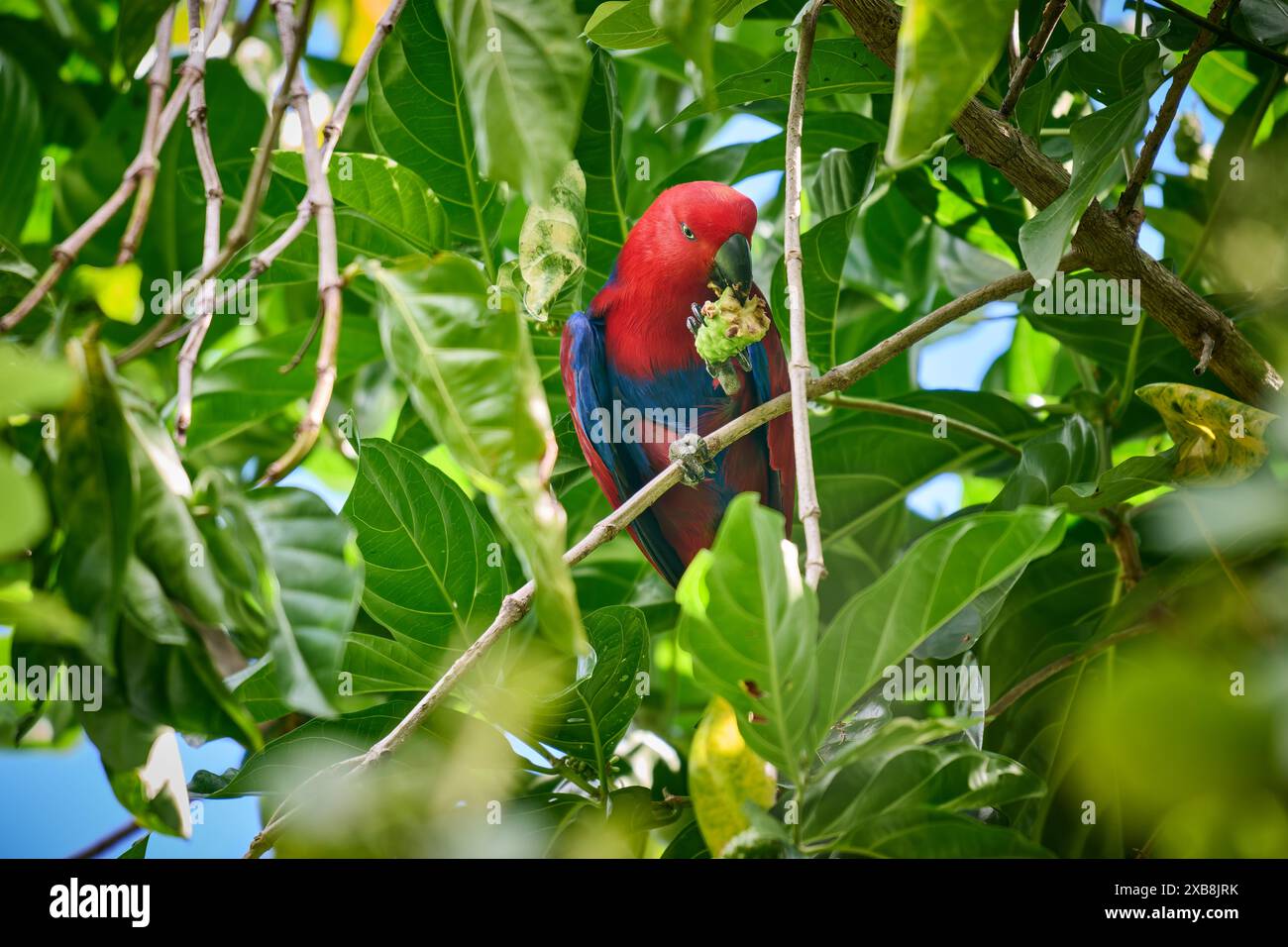 Papuan eclectus, Red-sided eclectus o New Guinea eclectus, Eclectus roratus, Raja Ampat Biodiversity Nature Resort, Waigeo, Raja Ampat, West Papua Foto Stock