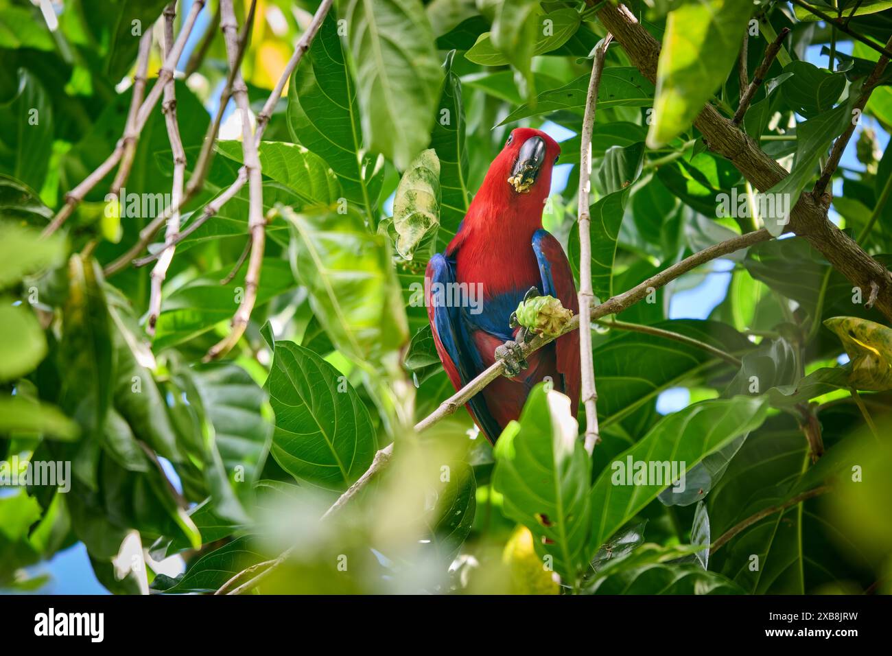 Papuan eclectus, Red-sided eclectus o New Guinea eclectus, Eclectus roratus, Raja Ampat Biodiversity Nature Resort, Waigeo, Raja Ampat, West Papua Foto Stock