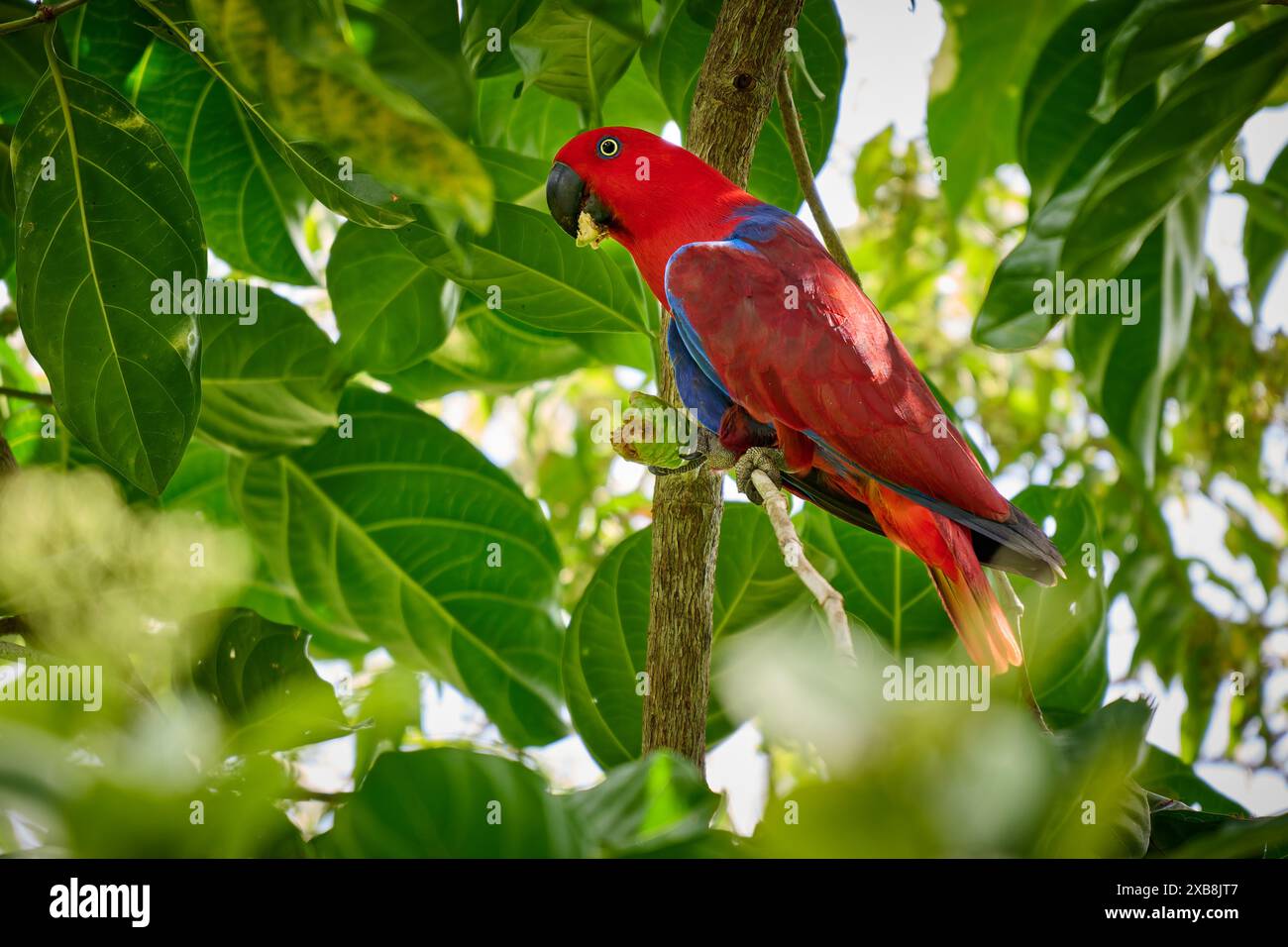 Papuan eclectus, Red-sided eclectus o New Guinea eclectus, Eclectus roratus, Raja Ampat Biodiversity Nature Resort, Waigeo, Raja Ampat, West Papua Foto Stock