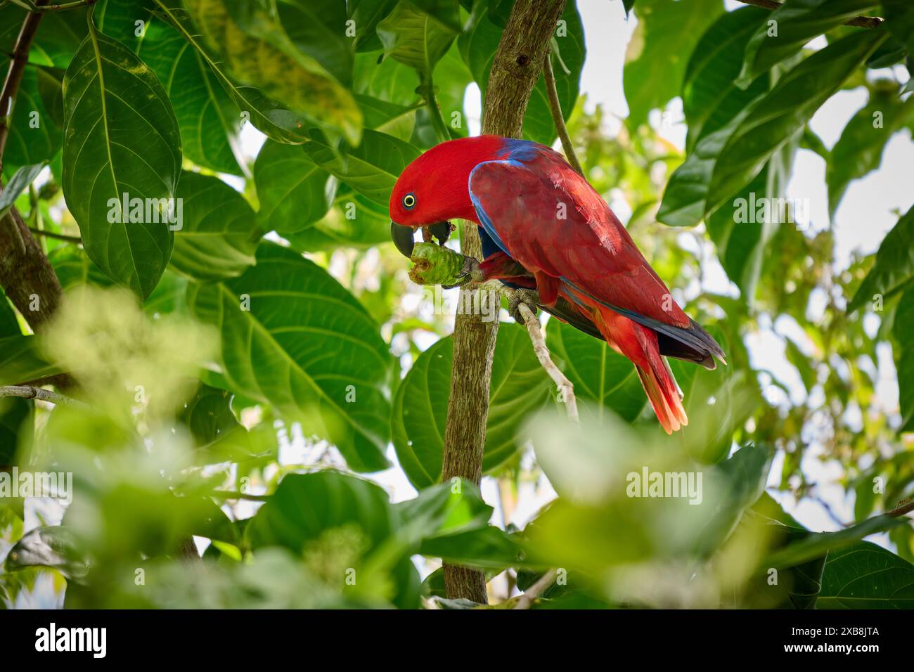 Papuan eclectus, Red-sided eclectus o New Guinea eclectus, Eclectus roratus, Raja Ampat Biodiversity Nature Resort, Waigeo, Raja Ampat, West Papua Foto Stock