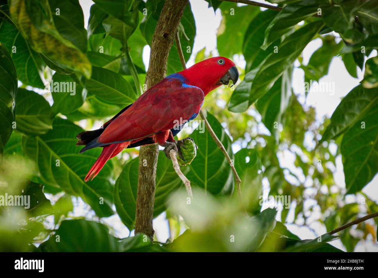 Papuan eclectus, Red-sided eclectus o New Guinea eclectus, Eclectus roratus, Raja Ampat Biodiversity Nature Resort, Waigeo, Raja Ampat, West Papua Foto Stock