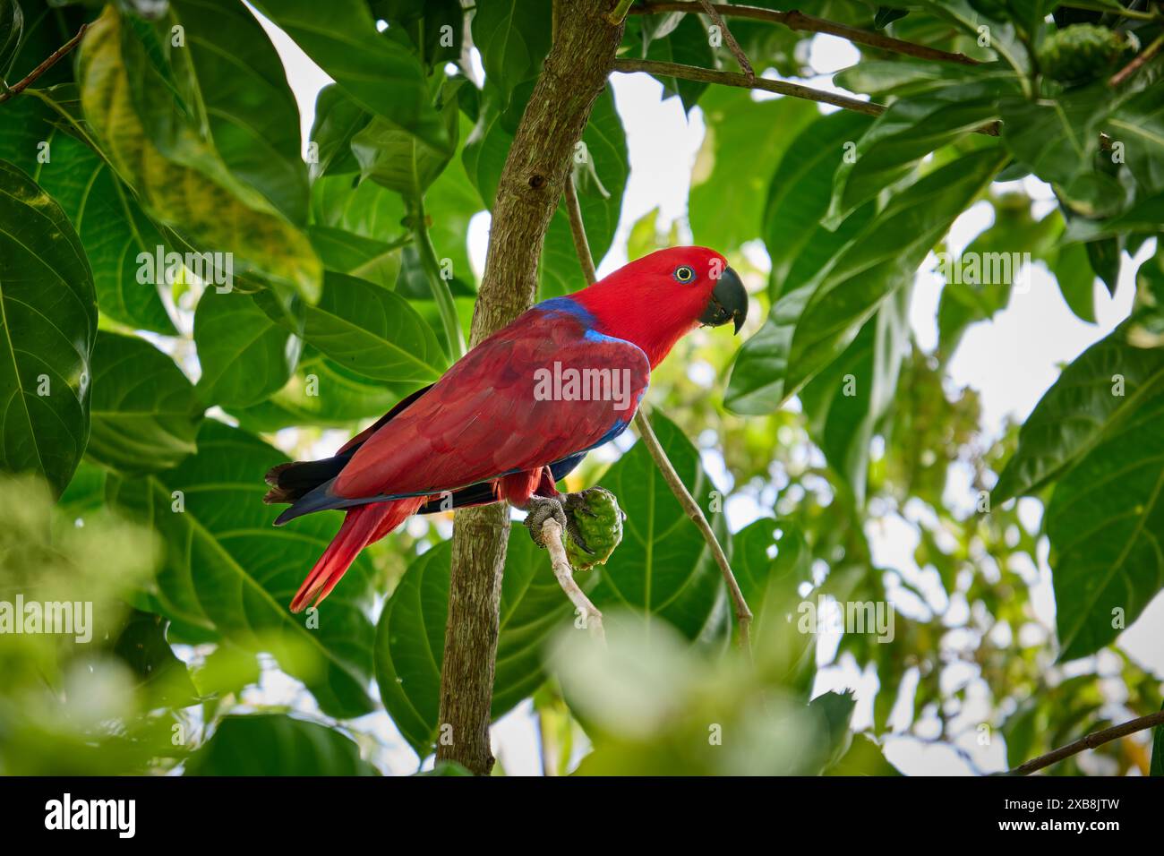 Papuan eclectus, Red-sided eclectus o New Guinea eclectus, Eclectus roratus, Raja Ampat Biodiversity Nature Resort, Waigeo, Raja Ampat, West Papua Foto Stock