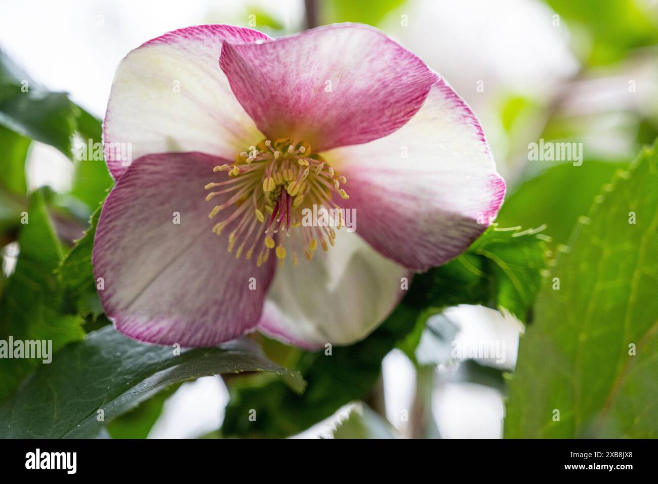 Botanica, ATTENZIONE! PER L'USO DI GREETINGCARD/CARTOLINA NEI PAESI DI LINGUA TEDESCA POTREBBERO ESSERE APPLICATE ALCUNE RESTRIZIONI Foto Stock