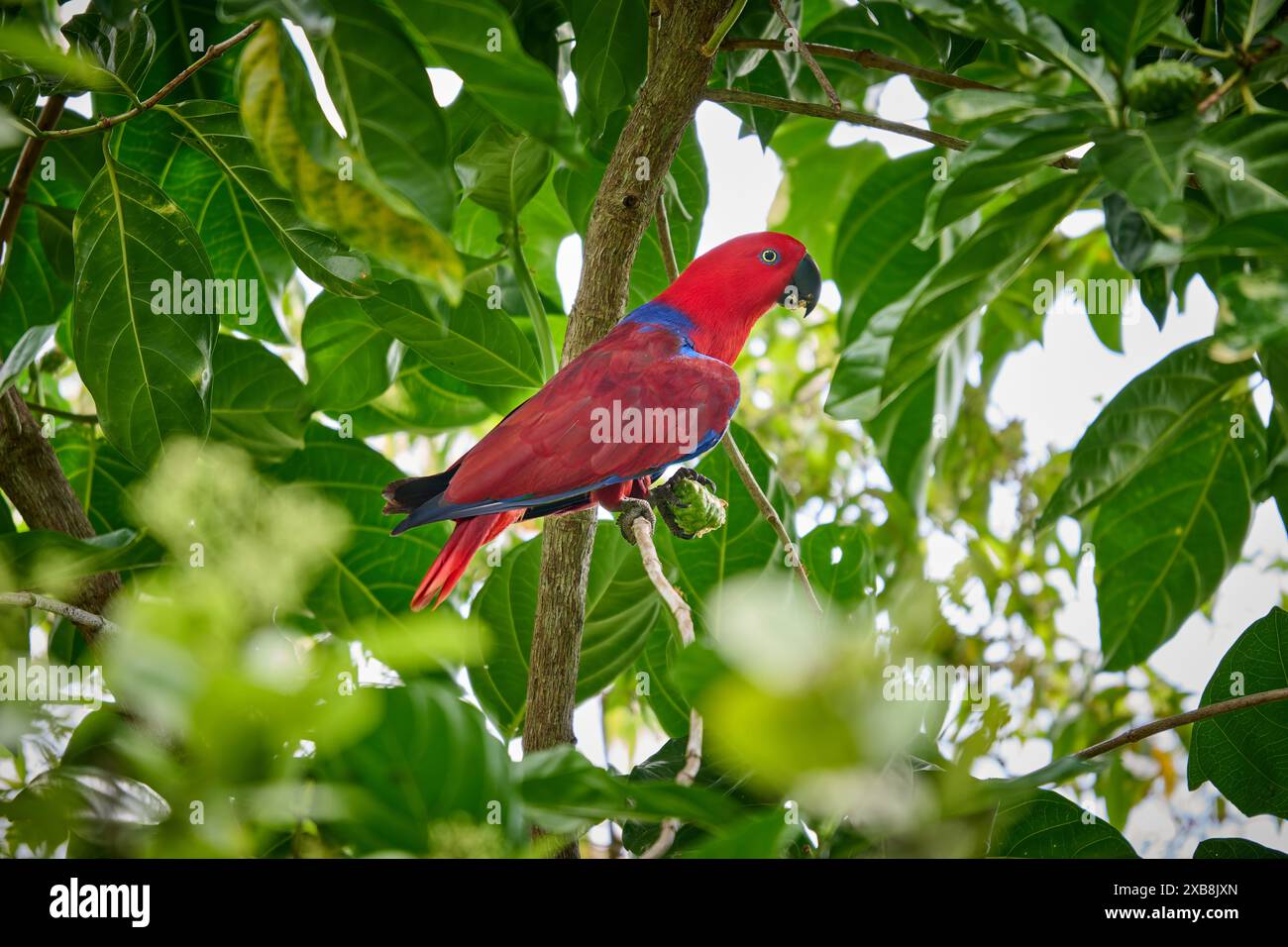 Papuan eclectus, Red-sided eclectus o New Guinea eclectus, Eclectus roratus, Raja Ampat Biodiversity Nature Resort, Waigeo, Raja Ampat, West Papua Foto Stock