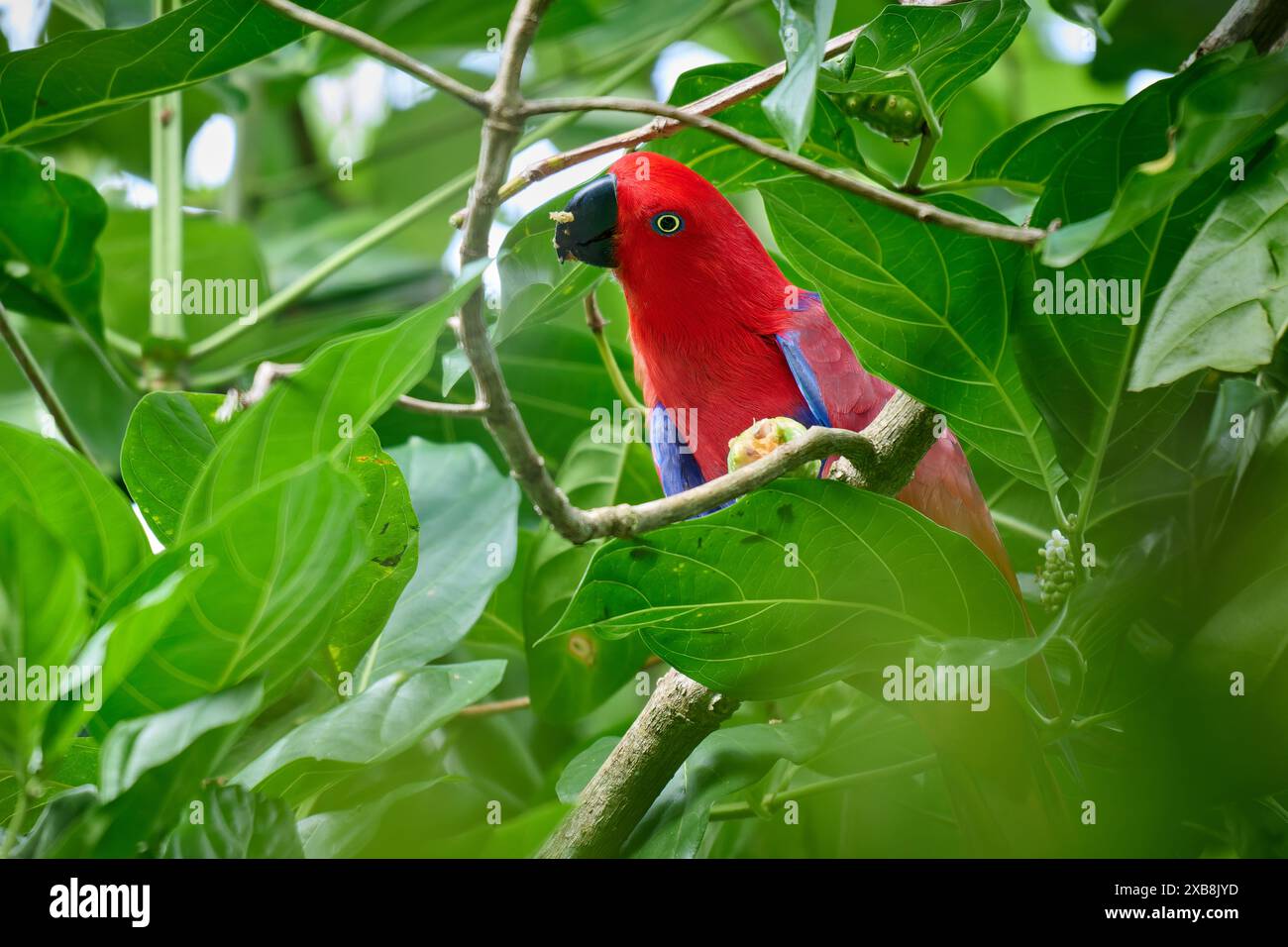 Papuan eclectus, Red-sided eclectus o New Guinea eclectus, Eclectus roratus, Raja Ampat Biodiversity Nature Resort, Waigeo, Raja Ampat, West Papua Foto Stock