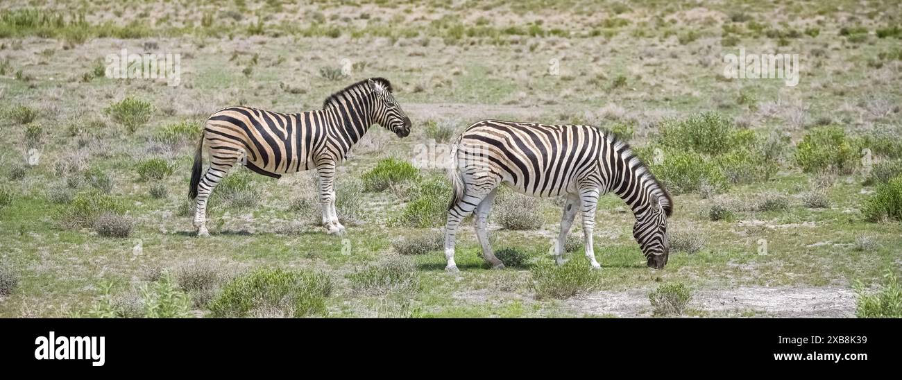 Zebre in piedi nel cespuglio in Namibia Foto Stock