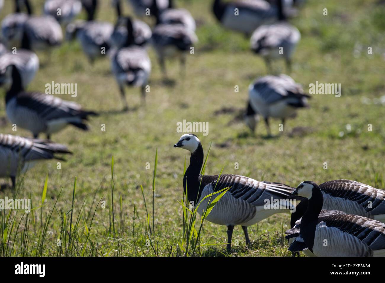 Vari uccelli, grandi e piccoli, in un campo erboso Foto Stock