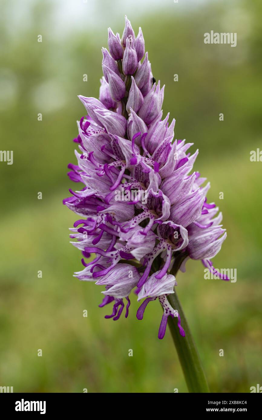 Botanica, orchidea militare, ATTENZIONE! PER L'USO DI GREETINGCARD/CARTOLINA NEI PAESI DI LINGUA TEDESCA POTREBBERO ESSERE APPLICATE ALCUNE RESTRIZIONI Foto Stock