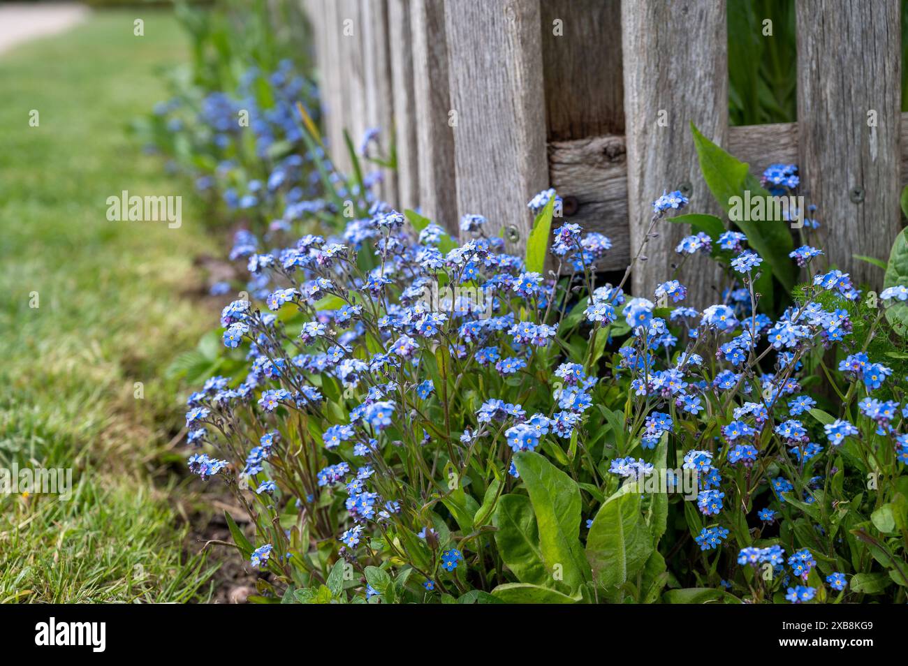 Botanica, ATTENZIONE! PER L'USO DI GREETINGCARD/CARTOLINA NEI PAESI DI LINGUA TEDESCA POTREBBERO ESSERE APPLICATE ALCUNE RESTRIZIONI Foto Stock