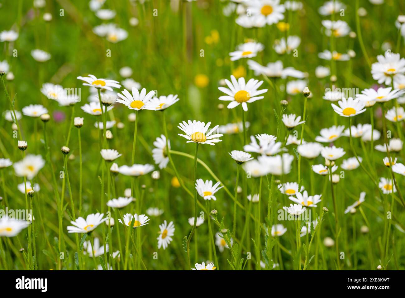 Botanica, marguerite (Leucanthemum vulgare), ATTENZIONE! PER L'USO DI GREETINGCARD/CARTOLINA NEI PAESI DI LINGUA TEDESCA POTREBBERO ESSERE APPLICATE ALCUNE RESTRIZIONI Foto Stock