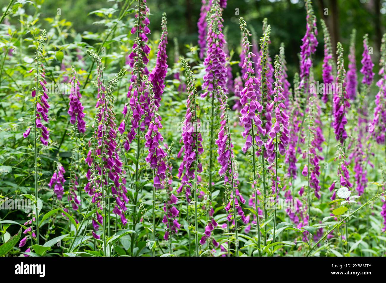 Foxgloves in un bosco di Sussex vicino a Burwash, foxgloves viola, digitalis purpurea, il comune foxglove - bello, pericoloso e utile Foto Stock