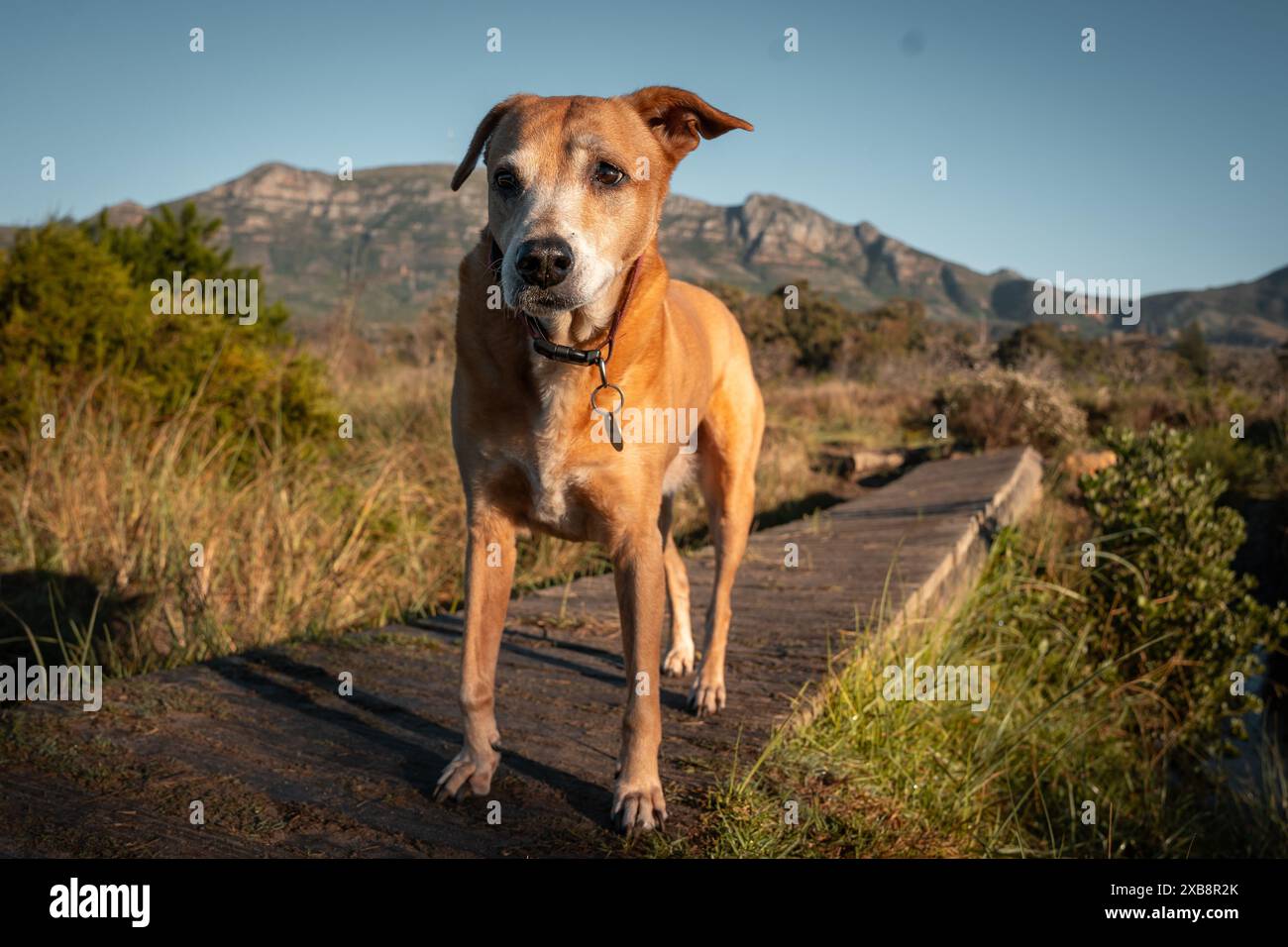 Cane marrone in piedi sulla strada accanto alla montagna Foto Stock