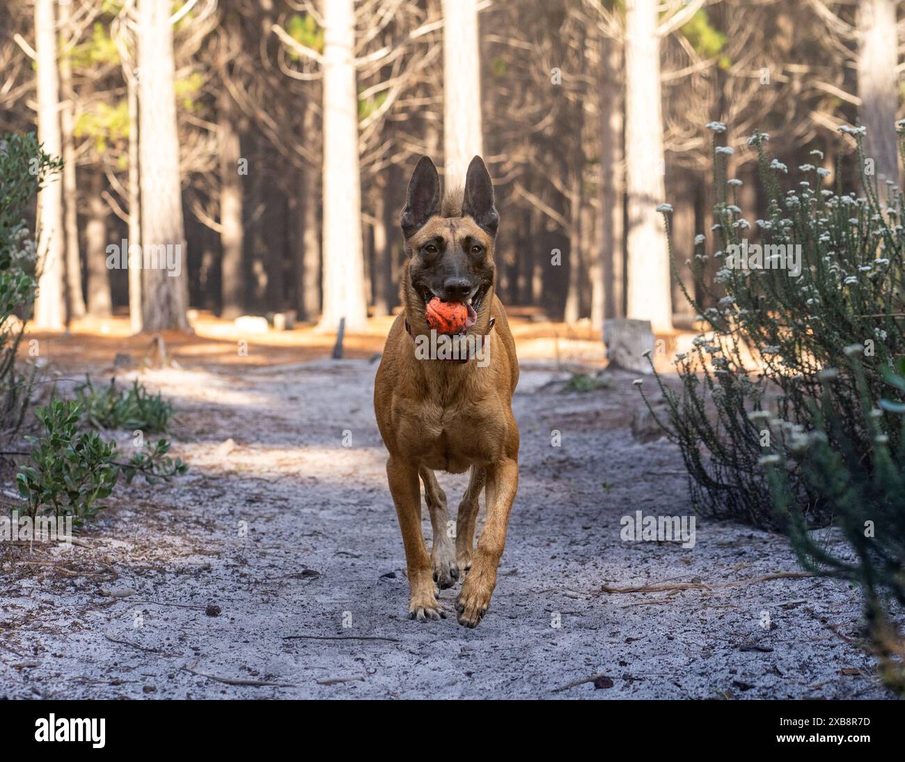Un cane che porta una mela in bocca mentre cammina Foto Stock