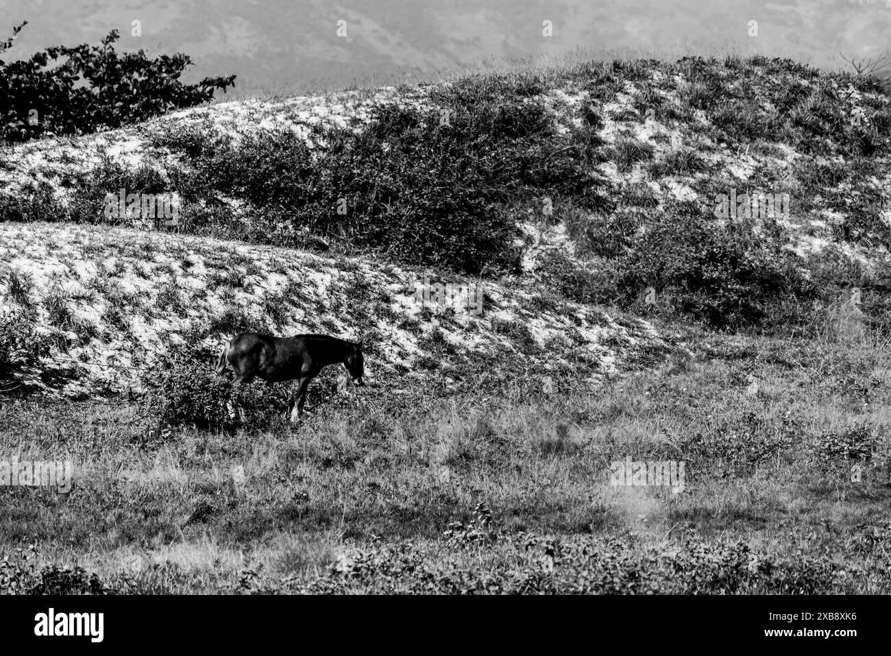 Un cavallo solitario in un campo di erba e cespugli Foto Stock