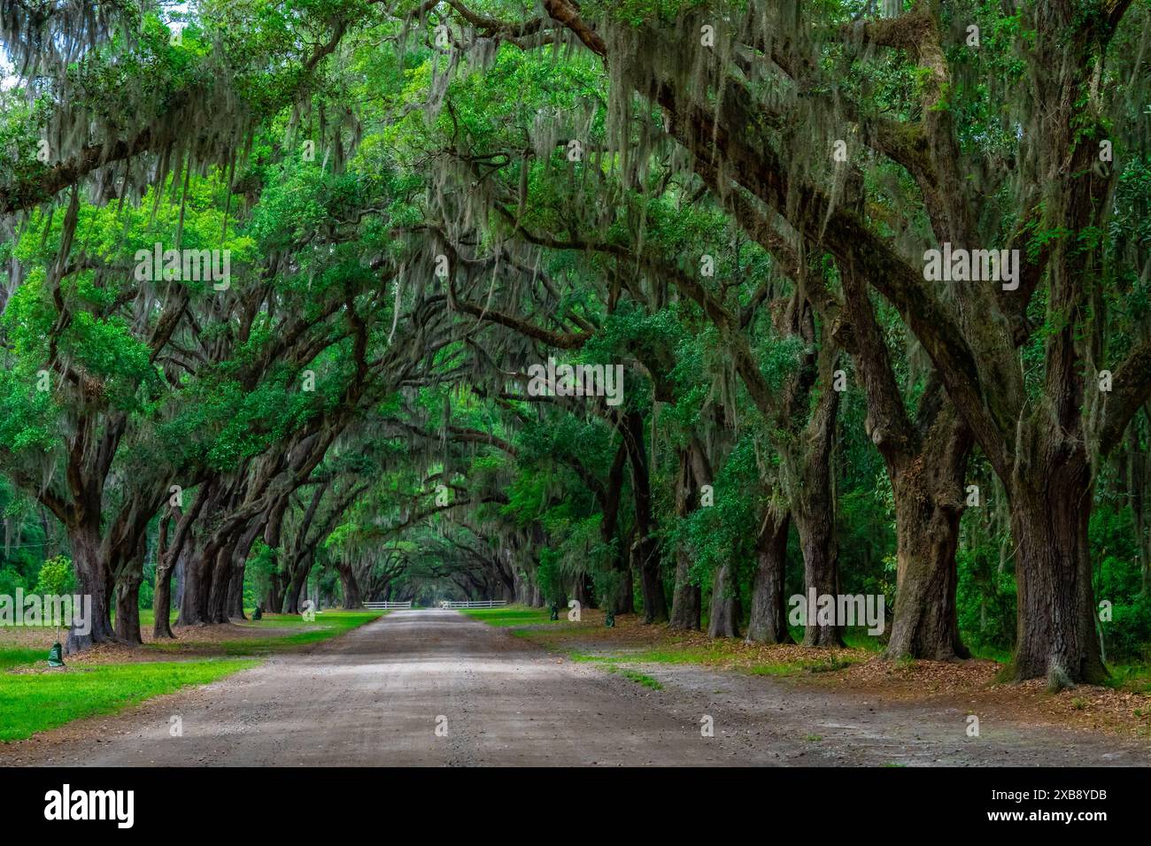 Una formazione di alberi al Wormsloe State Historic Site, Savannah, Georgia. Foto Stock