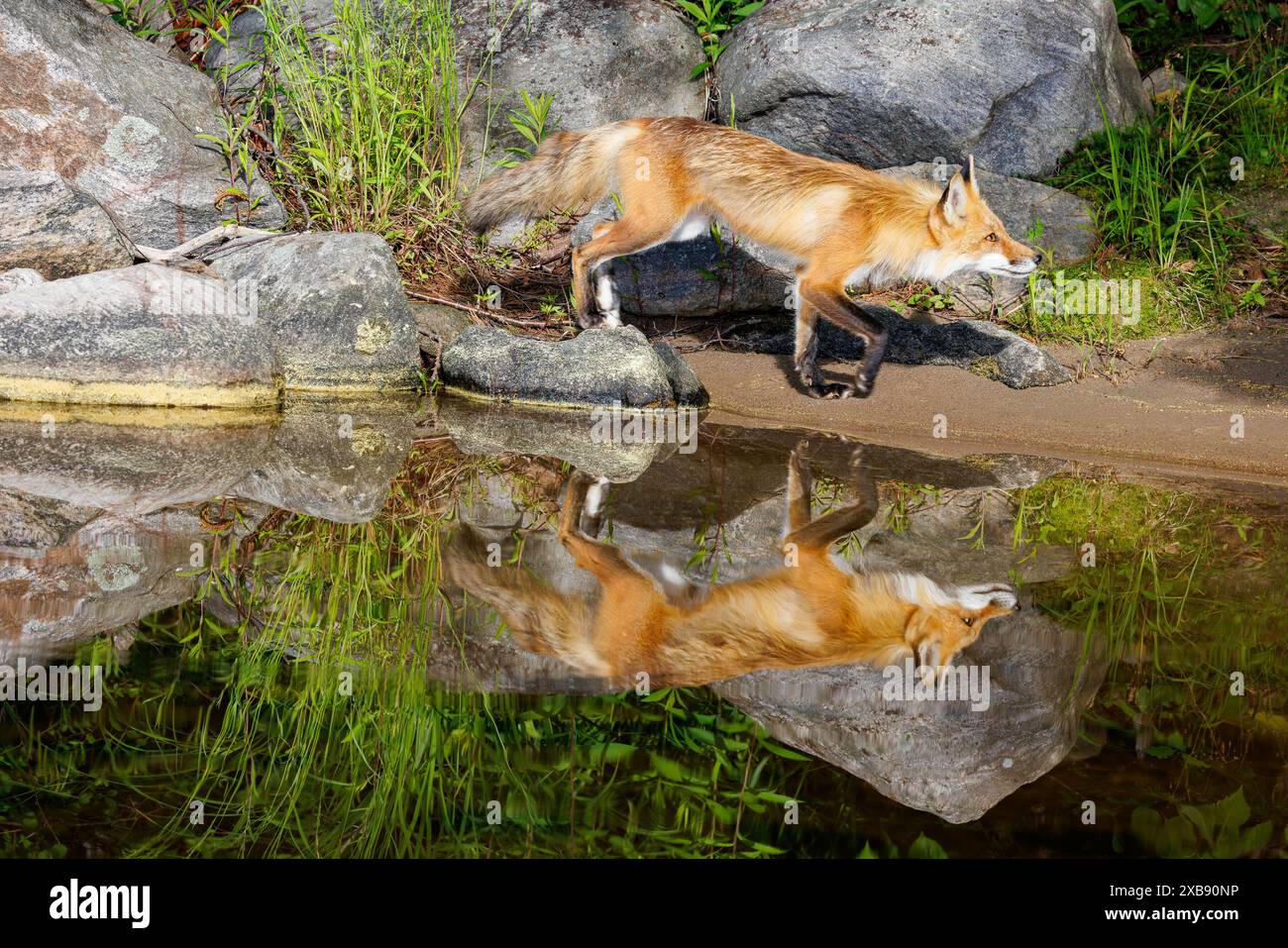 Un riflesso di una volpe nello stagno con rocce e vegetazione. Foto Stock