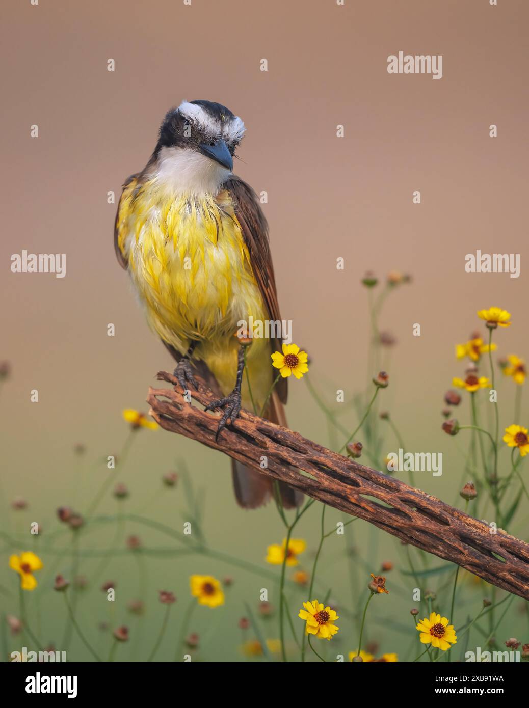 Un grande pitanga giallo (Pitangus sulfuratus) che si forgia su un ramo in mezzo a fiori in fiore Foto Stock