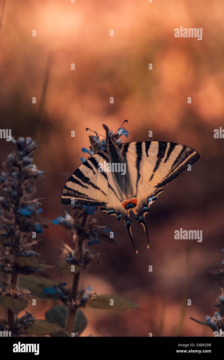 Una delicata farfalla poggia sui fiori viola al tramonto. Foto Stock