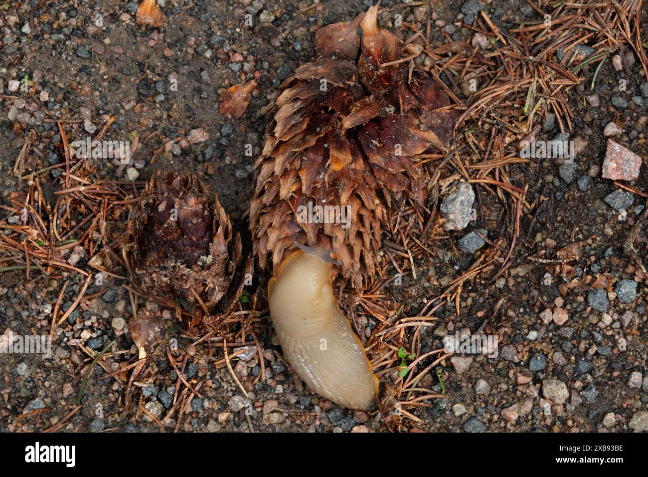 Giovane lumaca nera, ancora bianca, che decompone un pinecone Foto Stock