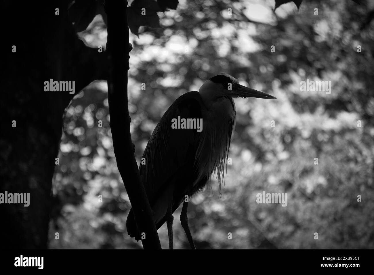 Close-up di uccello si appollaia su albero Foto Stock