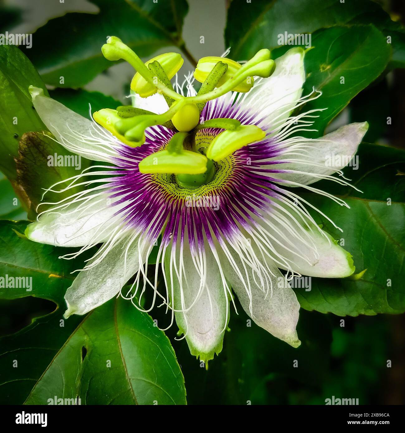 Fiore del frutto della passione (Passiflora) - immagine ravvicinata Foto Stock
