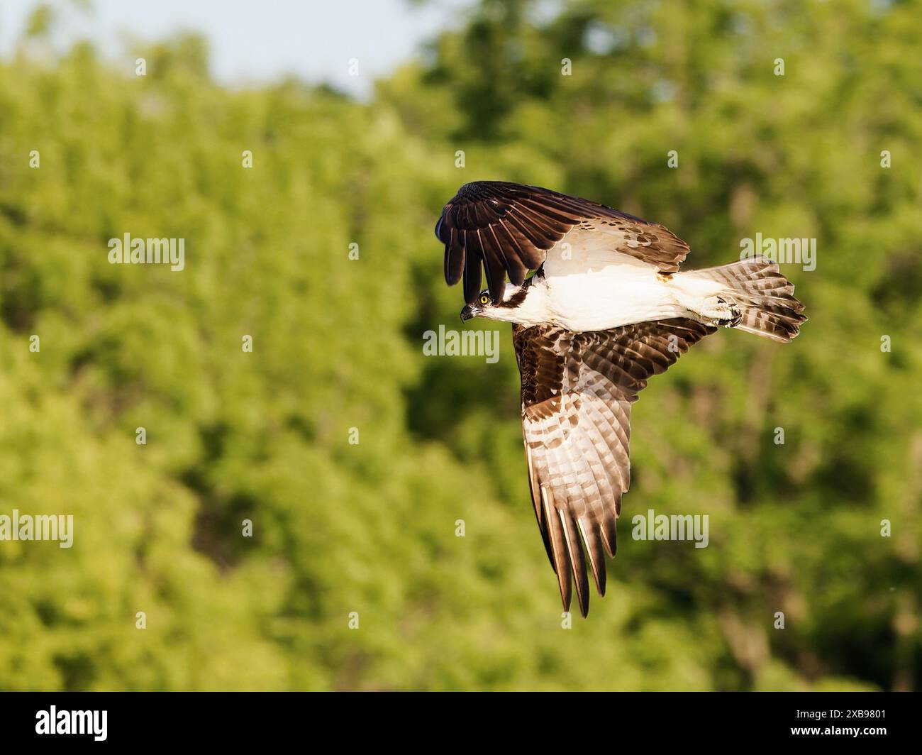 L'uccello Osprey si innalza sopra il lussureggiante paesaggio della foresta Foto Stock