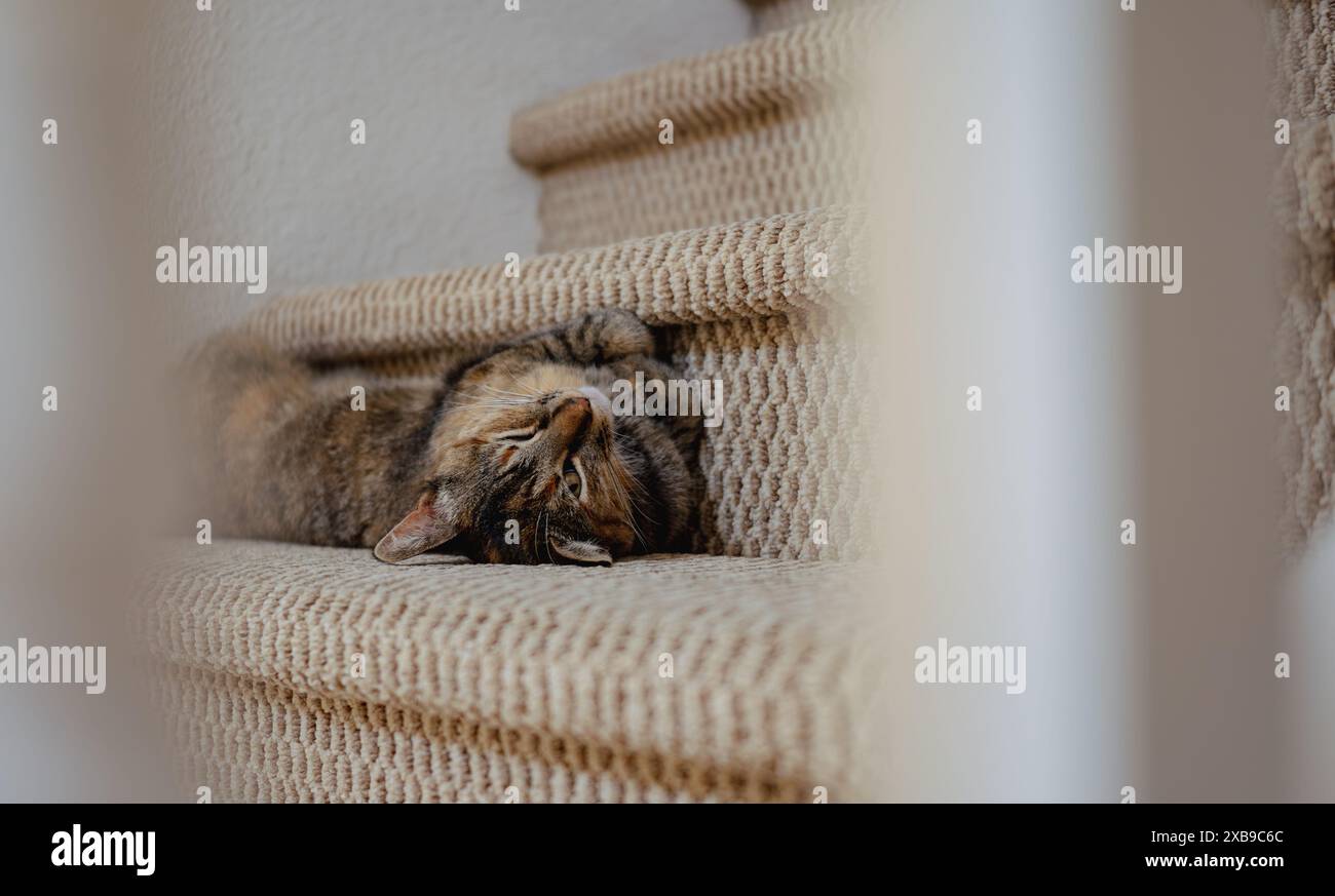 Un gatto disteso su scale tappezzate in un ambiente accogliente Foto Stock
