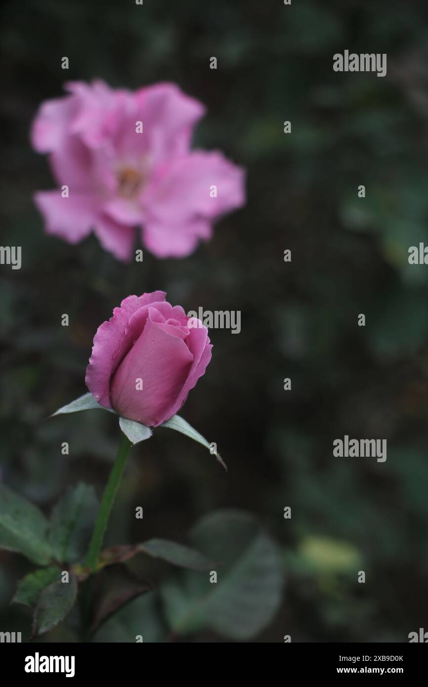 con rosetta viola in fiore Foto Stock