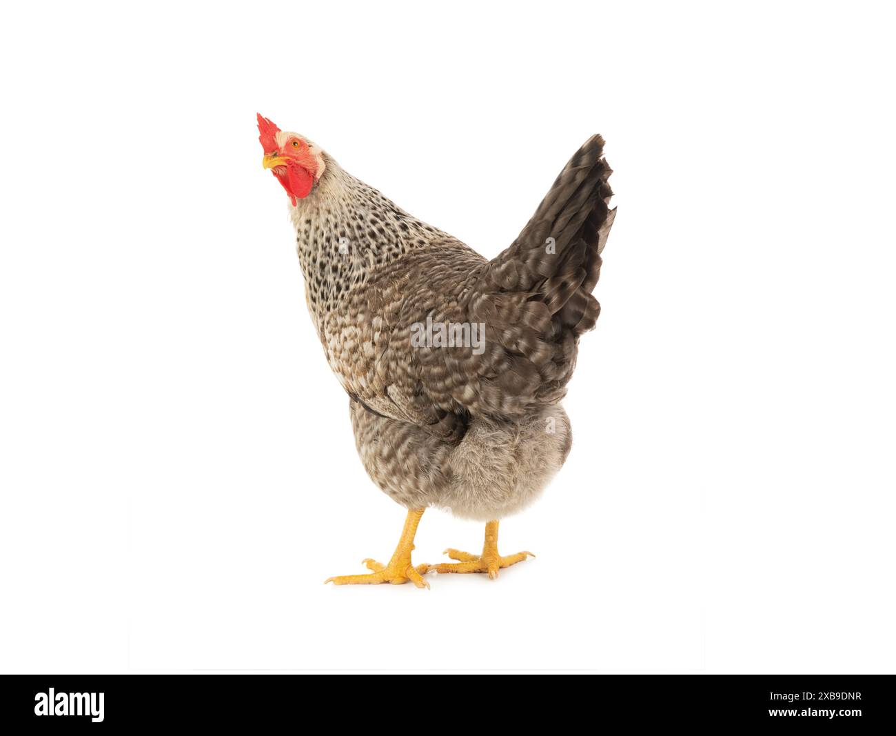 bella gallina grigia che guarda indietro isolata su sfondo bianco Foto Stock