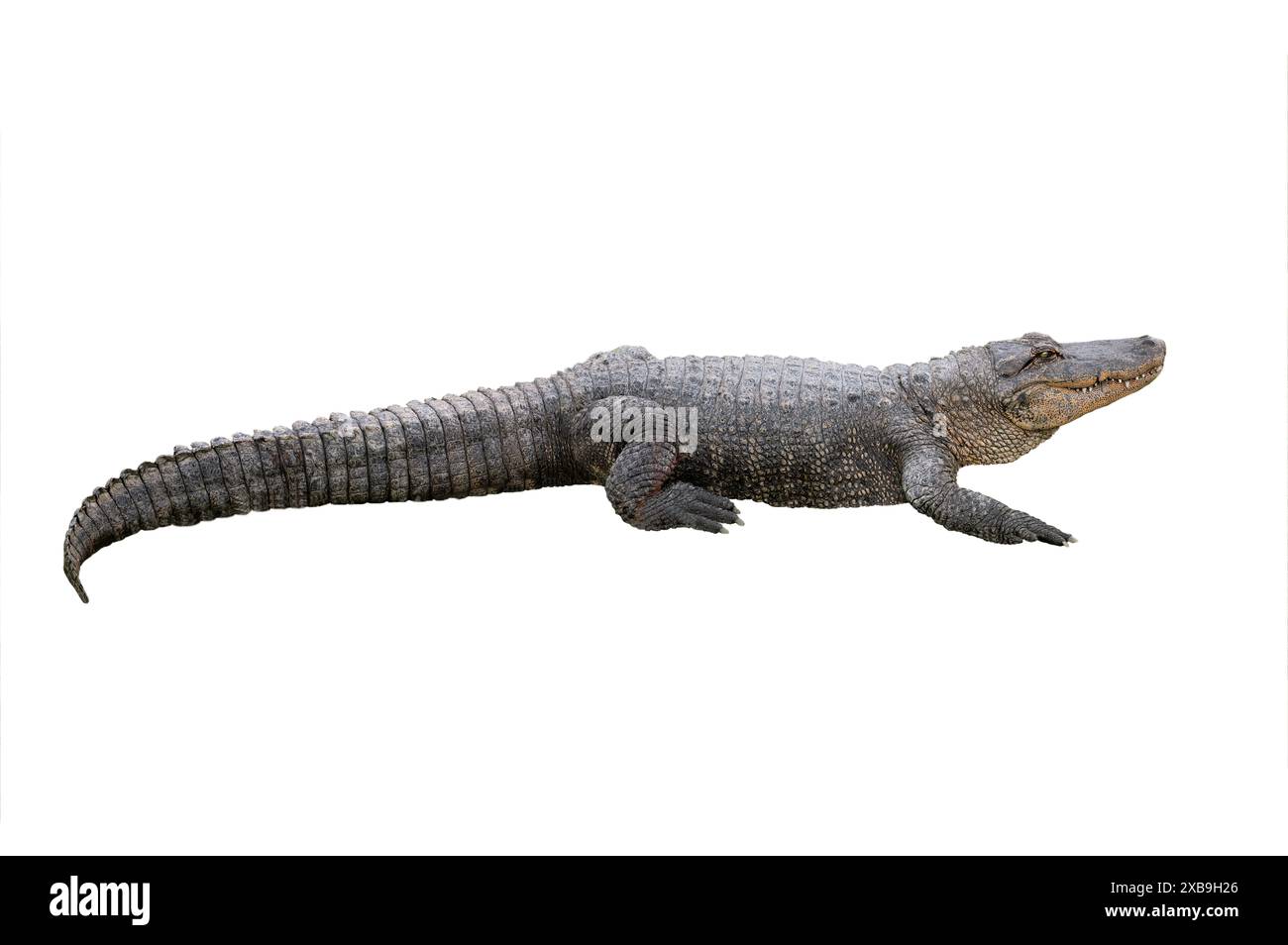coccodrillo americano isolato su sfondo bianco Foto Stock