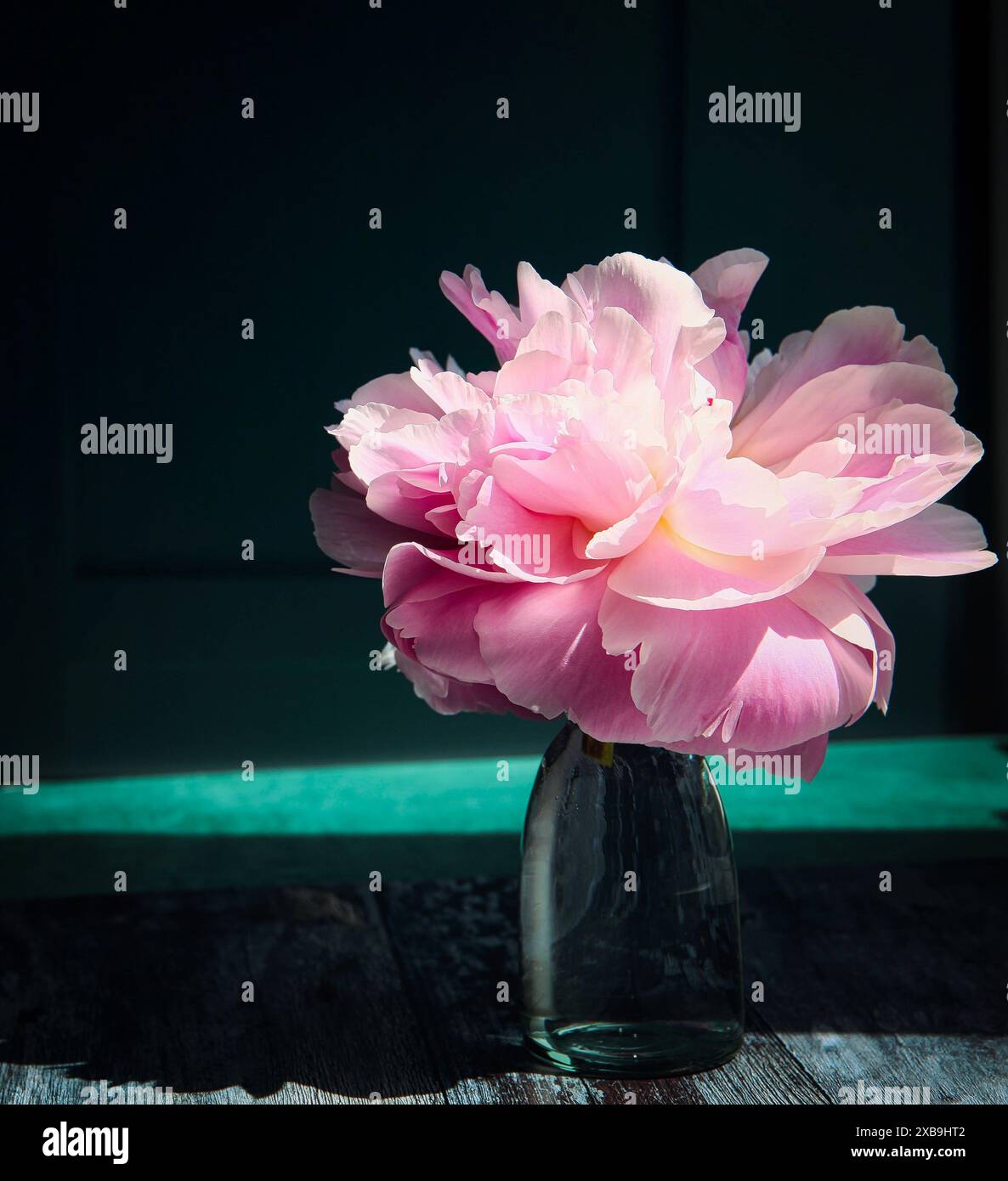 Fiore di peonia appena tagliato in semplice vaso di vetro illuminato dal sole su sfondo scuro con ombra che cade a sinistra. copia spazio rimanente, Foto Stock