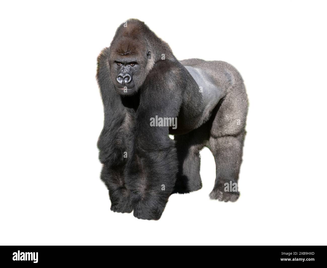 gorilla di pianura occidentale isolato su sfondo bianco Foto Stock