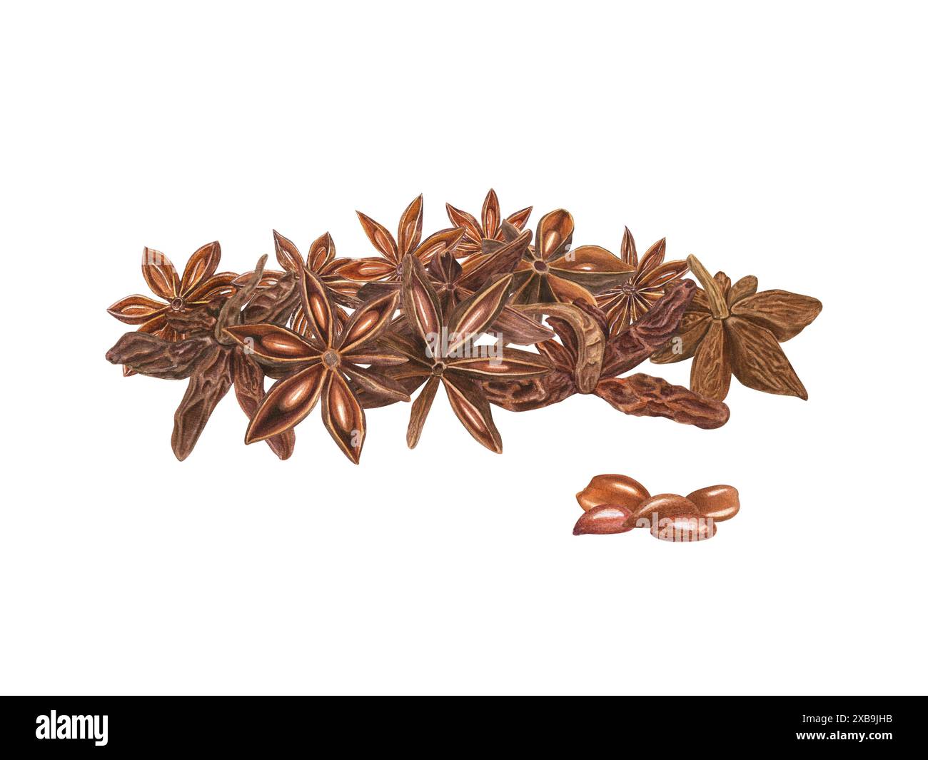 Cumulo di anice stellare essiccato. Semi aromatizzati. Mucchio di spezie aromatiche. Bagno profumato e testurizzato per medicina, cibo, bevande natalizie. Illustrazione acquerello. Ingrediente Foto Stock