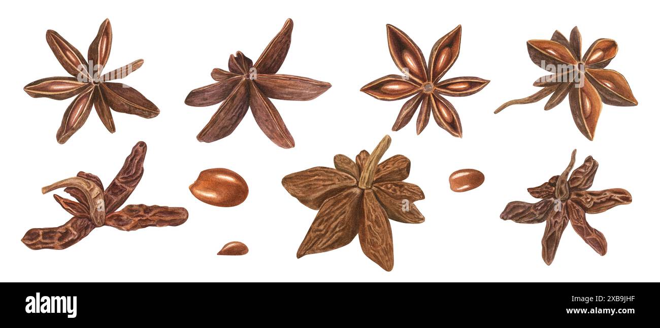 Semi di anice stellato in varie forme. Badiano con delicato aroma speziato. Illustrazione botanica acquerello di anice essiccato. Per la decorazione del menu, Spice Foto Stock