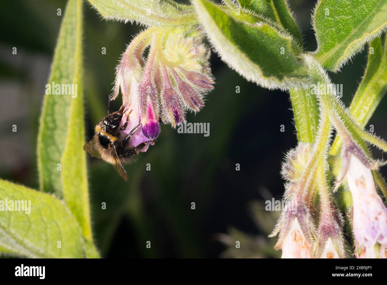 Un calabrone su un fiore comfrey. Foto Stock