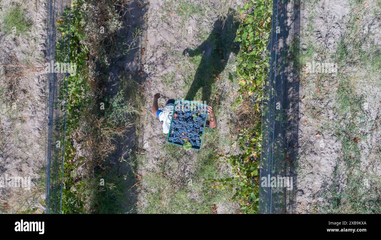 uomo che trasporta un cesto d'uva alla vendemmia Foto Stock